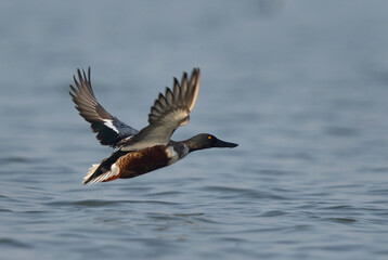 Northern Shoveler flying  at Bhigwan bird sanctuary, India