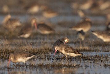 A flock of Black-tailed godwit at Bhigwan bird sanctuary Maharashtra
