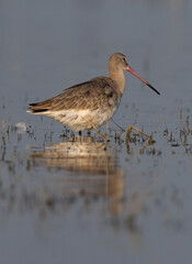 Black-tailed godwit at Bhigwan bird sanctuary Maharashtra