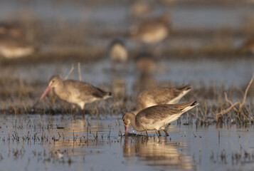 Black-tailed godwits feeding at Bhigwan bird sanctuary Maharashtra