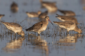 Black-tailed godwit at Bhigwan bird sanctuary Maharashtra