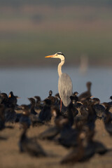 Selective focus on Grey heron with little cormorant at the foreground Bhigwan bird sanctuary, India