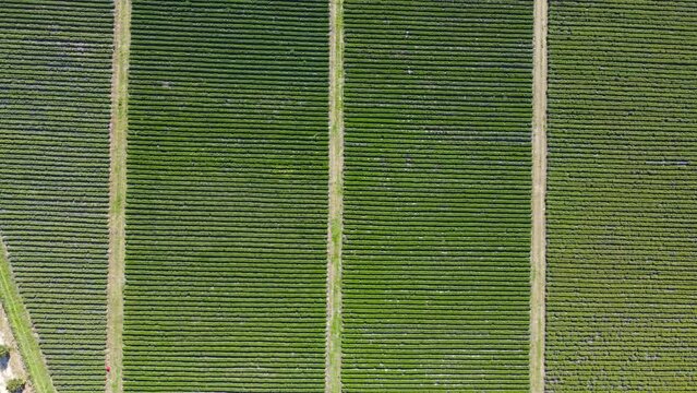 Aerial view, horizontal movement in planimetric view. Agriculture. Sele plain, green fields. Sustainability and green energy concept. 