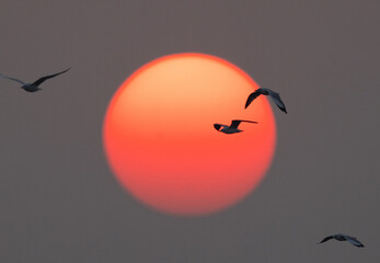 Brown-headed gulls flying during sunset at Bhigwan bird sanctuary, India