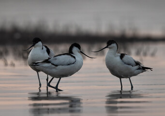 Pied avocets in the evening hours at Bhigwan bird sanctuary Maharashtra
