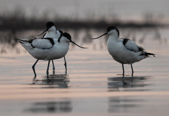 Pied avocets during dusk at Bhigwan bird sanctuary Maharashtra