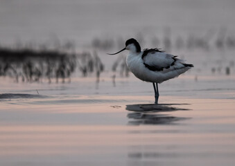 Closeup of a Pied avocet in the evening hours at Bhigwan bird sanctuary Maharashtra