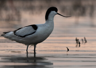 A Pied avocet in the evening hours at Bhigwan bird sanctuary Maharashtra