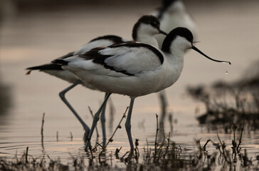 Pied avocets at Bhigwan bird sanctuary Maharashtra