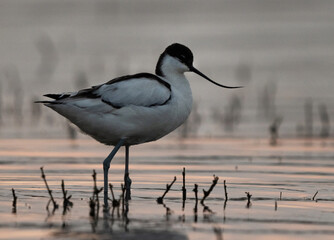 Portrait of a Pied avocet in the evening hours at Bhigwan bird sanctuary Maharashtra