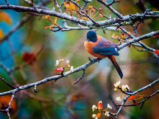 A Rufous Sibia on a branch of a tree