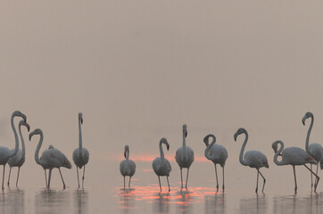 A flock of Greater Flamingos during sunrise at Bhigwan bird sanctuary, India