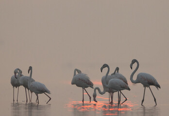 Greater Flamingos in the morning hours at Bhigwan bird sanctuary, India - obrazy, fototapety, plakaty