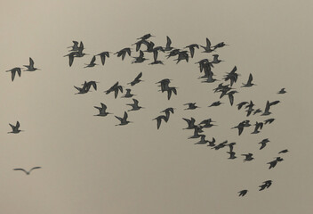 A flock of Black-tailed godwit  flying at Bhigwan bird sanctuary Maharashtra