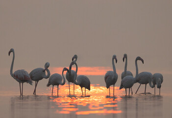 Greater Flamingos and dramatic reflection of light at Bhigwan bird sanctuary, India