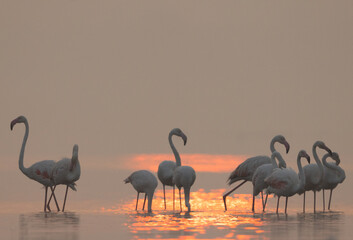 A flock of Greater Flamingos and dramatic hue on water at Bhigwan bird sanctuary, Indi