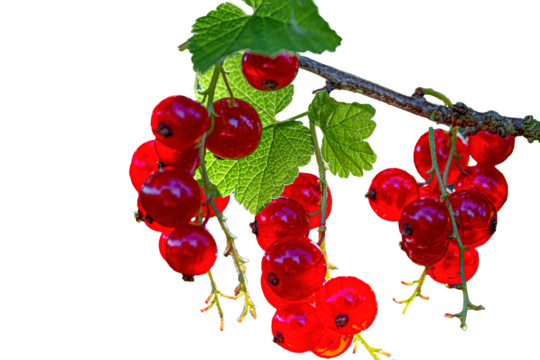 freigestellte roote Beeren Trauben an einem Ast mit grünen Blättern auf transparentem Hintergrund im Sommer