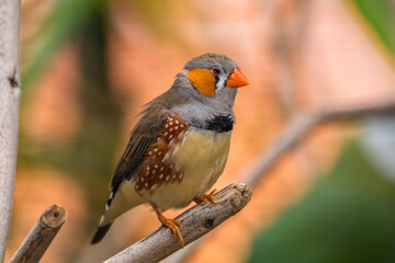 The zebra finches are two species of estrildid finch in the genus Taeniopygia found in Australia and Indonesia