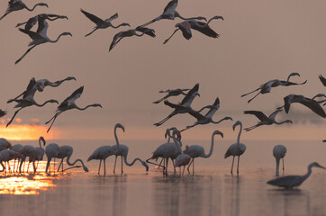 A flock of Greater Flamingos landing in the mroning hours during sunrise at Bhigwan bird sanctuary, India