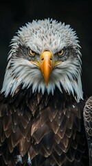 Fototapeta premium a bald eagle close-up portrait looking direct in camera with low-light, black backdrop. Intense bald eagle headshot, piercing gaze.