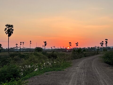 Sugar palm trees on meadow at sunset with buetiful sun.