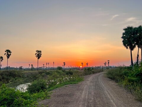Sugar palm trees on meadow at sunset with buetiful sun.
