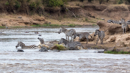 A herd of zebra cross the Mara River during the annual Great Migration in the Masai Mara, Kenya. - 752386143