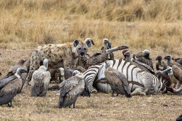A lone hyena protects a zebra kill from vultures waiting to join the feast. Masai Mara, Kenya. - 752386386