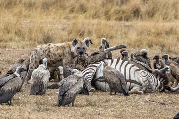 Fotobehang A lone hyena protects a zebra kill from vultures waiting to join the feast. Masai Mara, Kenya. © Rixie