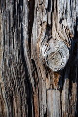 texture of very old sea washed wood