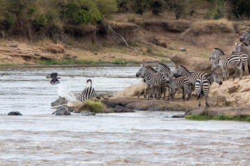A herd of zebra cross the Mara River during the annual Great Migration in the Masai Mara, Kenya.