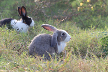 Happy cute grey with white spot fluffy bunny on green grass nature background, long ears rabbit in wild meadow, adorable pet animal in the backyard.