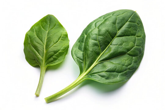 spinach leaves isolated on white