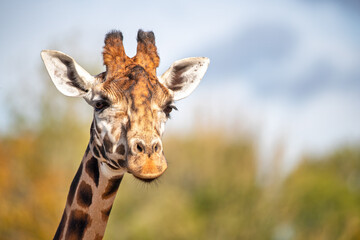 Front on view of a Rothschild giraffe, Giraffa camelopardalis camelopardalis, against green foliage and blue sky background. Space for text. - 752387546