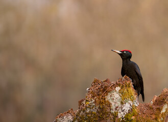 Black woodpecker, Dryocopus martius perched on old dry branch.
