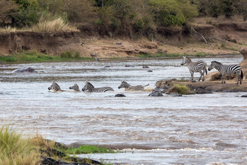 A herd of zebra cross the Mara River during the annual Great Migration in the Masai Mara, Kenya. - 752387787