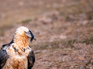 Bearded Vulture in the Pyrenees, Spain.
