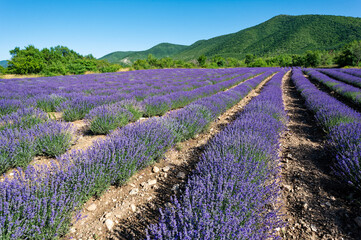Lavender field in northern Greece