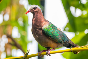 The emerald dove or common emerald dove (Chalcophaps indica), also called Asian emerald dove and grey-capped emerald dove