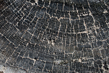 texture of very old sea washed wood