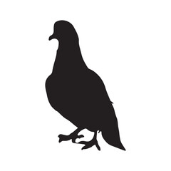 Pigeon silhouette, Vector illustration, white background.
