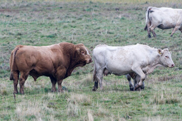 Uckermärker Rinder auf der Weide	
