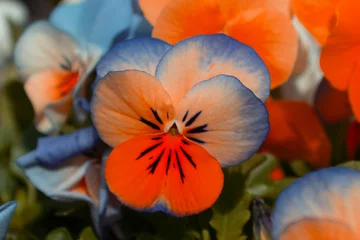  Flores de jardín, pensamientos de colores © alfonsosm