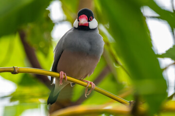The Java sparrow (Lonchura oryzivora), also known as Java finch, Java rice sparrow or Java rice bird, is a small passerine bird