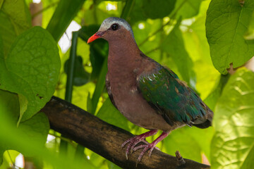 The emerald dove or common emerald dove (Chalcophaps indica), also called Asian emerald dove and grey-capped emerald dove