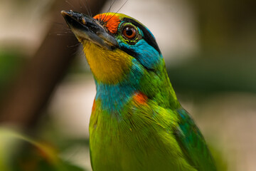 The red-throated barbet (Psilopogon mystacophanos) is a species of bird in the family Megalaimidae. It is found in Brunei, Indonesia, Malaysia