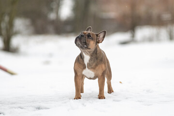 Young beautiful purebred French bulldog on a walk in winter.