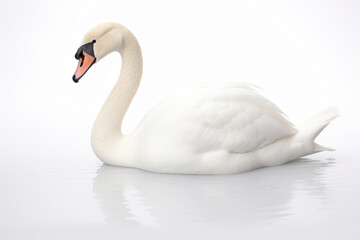 White Swan, Graceful Elegance: Serene Reflections in the Calm Isolated Lake
