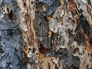 Close up to broken bark of old tree. Wooden tree with amazing texture from bark. Bark Surface Texture. Rough texture of old wood. Rough bark on old trunk of tree. Tree bark texture surface background.