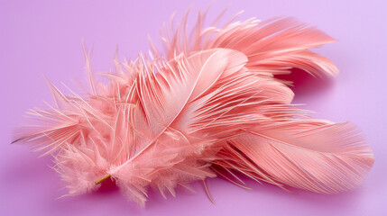 pink feather on white background